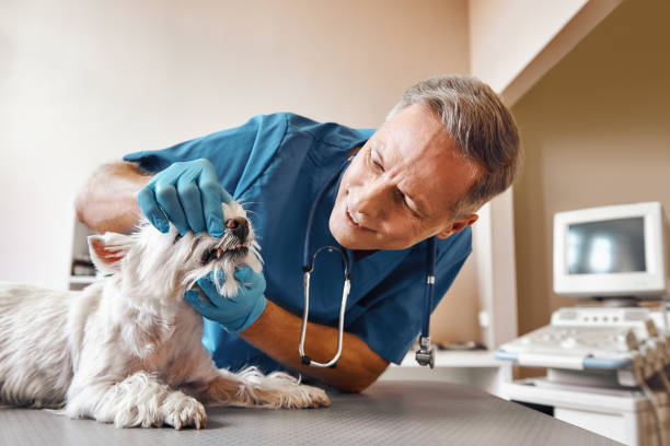 Best Emergency Dentist for Knocked-Out Tooth in Bremen, OH